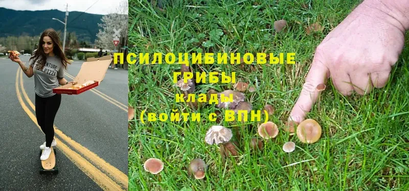 даркнет сайт  Ужур  Галлюциногенные грибы Psilocybe 